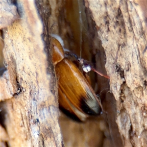 Phyllotocus macleayi at Campbell, ACT - Yesterday by Hejor1