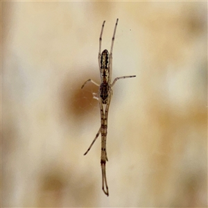 Tetragnatha sp. (genus) at Campbell, ACT - Yesterday by Hejor1