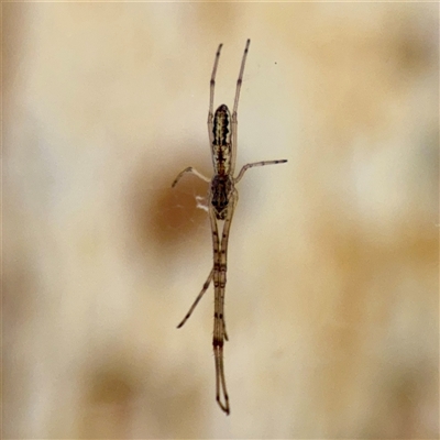 Tetragnatha sp. (genus) (Long-jawed spider) at Campbell, ACT - 13 Oct 2025 by Hejor1