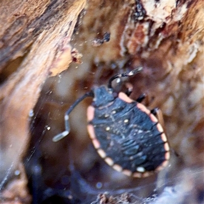 Diemenia rubromarginata (Pink-margined bug) at Campbell, ACT - 13 Oct 2025 by Hejor1
