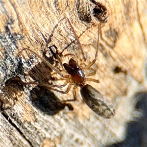 Namandia sp. (genus) at Campbell, ACT - Yesterday by Hejor1