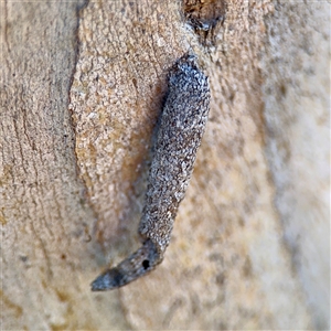 Conoeca or Lepidoscia (genera) IMMATURE at Campbell, ACT - Yesterday by Hejor1