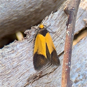 Merocroca (genus) at Campbell, ACT - Yesterday by Hejor1