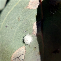 Glycaspis sp. (genus) (Unidentified sugary lerp) at Campbell, ACT - 13 Oct 2025 by Hejor1
