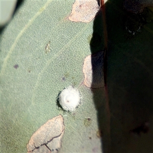 Glycaspis sp. (genus) at Campbell, ACT - Yesterday by Hejor1