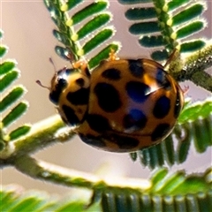 Harmonia conformis (Common Spotted Ladybird) at Campbell, ACT - 13 Oct 2025 by Hejor1