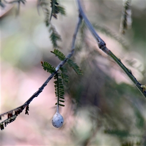 Tamopsis sp. (genus) at Campbell, ACT - Yesterday by Hejor1