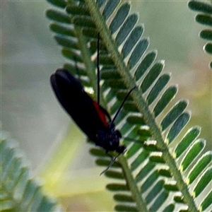 Sciaridae sp. (family) at Campbell, ACT - Yesterday by Hejor1