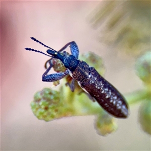 Rhinotia sp. (genus) at Campbell, ACT - Yesterday by Hejor1