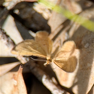 Scopula rubraria at Campbell, ACT - Yesterday by Hejor1