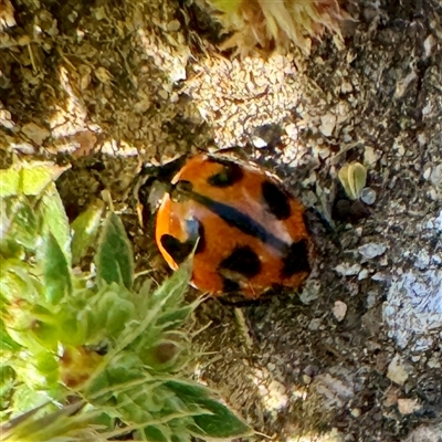 Coccinella transversalis (Transverse Ladybird) at Russell, ACT - 13 Oct 2025 by Hejor1