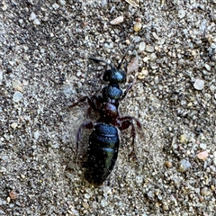 Thynninae (subfamily) at Russell, ACT - 13 Oct 2025 by Hejor1