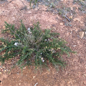Grevillea (genus) at Ainslie, ACT - 12 Oct 2025 by Hejor1