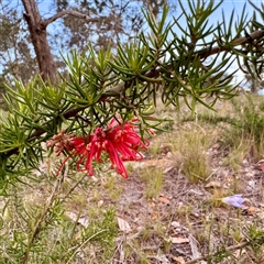 Grevillea (genus) (Grevillea) at Ainslie, ACT - 12 Oct 2025 by Hejor1