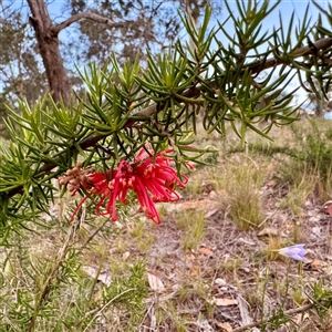 Grevillea (genus) at Ainslie, ACT - 12 Oct 2025 by Hejor1