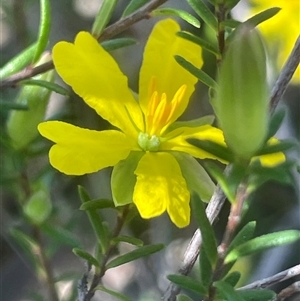 Hibbertia riparia at Bundanoon, NSW - 11 Oct 2025 by JaneR