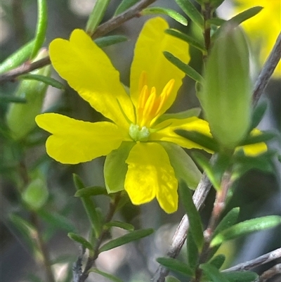 Hibbertia riparia at Bundanoon, NSW - 11 Oct 2025 by JaneR