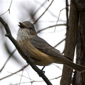 Pachycephala rufiventris at Bellmount Forest, NSW - 12 Oct 2025 by jb2602