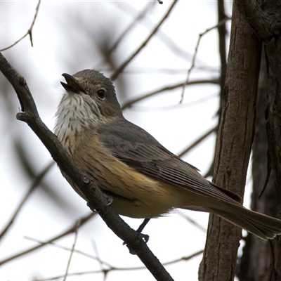 Pachycephala rufiventris (Rufous Whistler) at Bellmount Forest, NSW - 12 Oct 2025 by jb2602