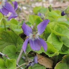Viola odorata (Sweet Violet, Common Violet) at Conder, ACT - 26 Aug 2025 by MichaelBedingfield