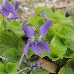 Viola odorata at Conder, ACT - 26 Aug 2025 by MichaelBedingfield