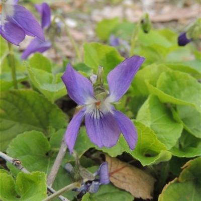 Viola odorata (Sweet Violet, Common Violet) at Conder, ACT - 26 Aug 2025 by MichaelBedingfield