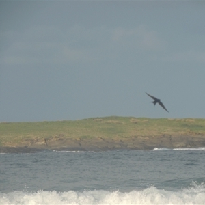 Hirundo neoxena (Welcome Swallow) at Kioloa, NSW - 10 Jun 2014 by MichaelBedingfield