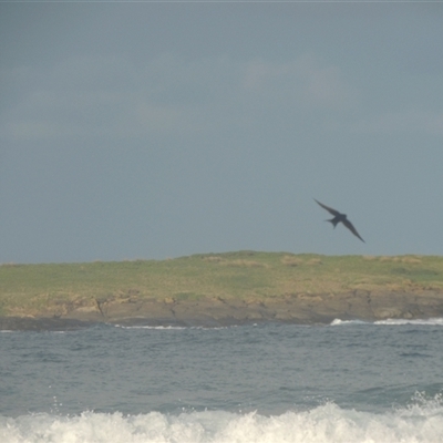 Hirundo neoxena (Welcome Swallow) at Kioloa, NSW - 10 Jun 2014 by MichaelBedingfield