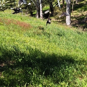 Corcorax melanorhamphos (White-winged Chough) at Bowning, NSW - Today by Maren