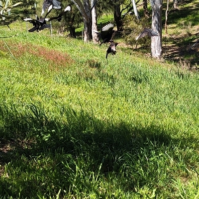 Corcorax melanorhamphos (White-winged Chough) at Bowning, NSW - 14 Oct 2025 by Maren