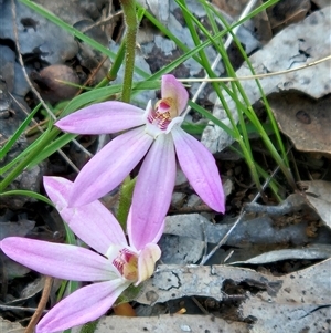 Caladenia carnea at Hawker, ACT - Yesterday by sangio7