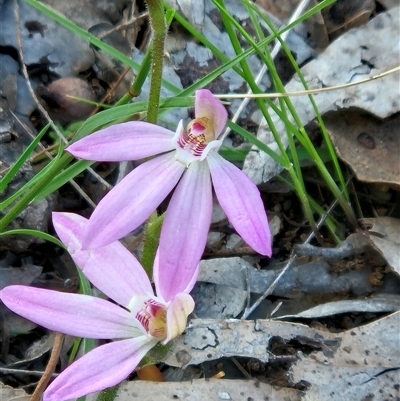 Caladenia carnea (Pink Fingers) at Hawker, ACT - 13 Oct 2025 by sangio7