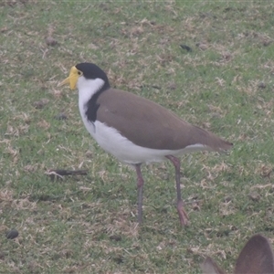 Vanellus miles (Masked Lapwing) at Kioloa, NSW - 13 Jun 2014 by MichaelBedingfield