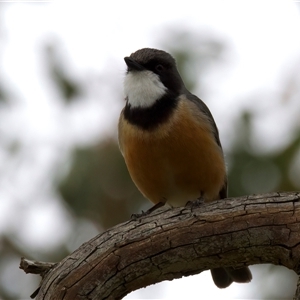 Pachycephala rufiventris at Bellmount Forest, NSW - 12 Oct 2025 by jb2602