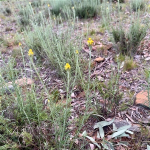 Chrysocephalum semipapposum at Ainslie, ACT - 12 Oct 2025 by Hejor1