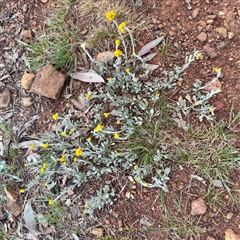 Chrysocephalum apiculatum (Common Everlasting) at Ainslie, ACT - 12 Oct 2025 by Hejor1