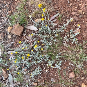 Chrysocephalum apiculatum (Common Everlasting) at Ainslie, ACT - 12 Oct 2025 by Hejor1
