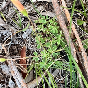 Oxalis (genus) at Ainslie, ACT - 12 Oct 2025 by Hejor1