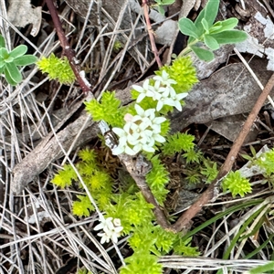 Asperula sp. at Ainslie, ACT - 12 Oct 2025 by Hejor1
