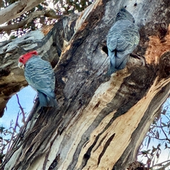 Callocephalon fimbriatum (Gang-gang Cockatoo) at Ainslie, ACT - 12 Oct 2025 by Hejor1