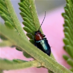 Adoxia benallae (Leaf beetle) at Ainslie, ACT - 12 Oct 2025 by Hejor1
