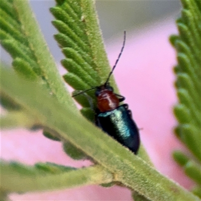 Adoxia benallae (Leaf beetle) at Ainslie, ACT - 12 Oct 2025 by Hejor1