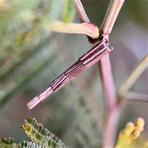 Lepidoscia arctiella at Ainslie, ACT - 12 Oct 2025 by Hejor1