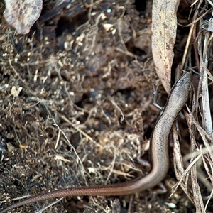 Morethia boulengeri at Ainslie, ACT - 12 Oct 2025 by Hejor1
