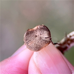 Lentinus arcularius (Fringed Polypore) at Ainslie, ACT - 12 Oct 2025 by Hejor1