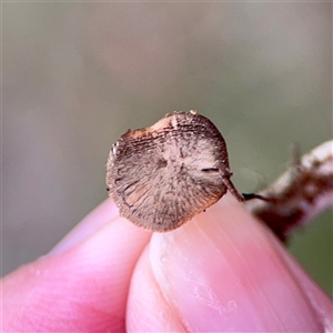zz bolete at Ainslie, ACT - 12 Oct 2025 by Hejor1