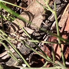 Unverified Grasshopper (several families) at Canyonleigh, NSW - 13 Oct 2025 by blacksheep
