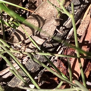 Unverified Grasshopper (several families) at Canyonleigh, NSW - Yesterday by blacksheep
