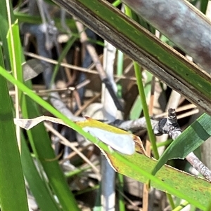Unverified Moth (Lepidoptera) at Canyonleigh, NSW - Yesterday by blacksheep
