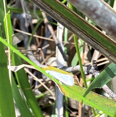 Thalerotricha mylicella (Wingia Group) at Canyonleigh, NSW - 13 Oct 2025 by blacksheep